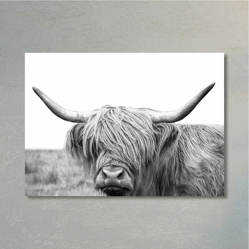 Scottland cattle highland cow - highland,
